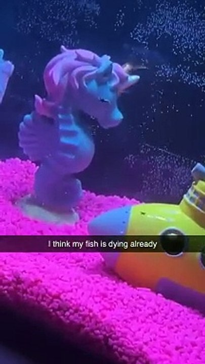 My Fish Have Gone Wild
