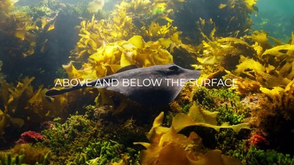 Oceans Film Festival preview | January 24, 2024 | Illawarra Mercury