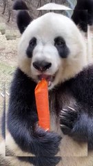 panda foryou panda eating