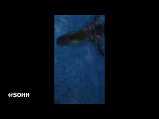 Big Boi Brings In Exotic Animals To Finish New Album Titled ‘Big Sleepover’ With Sleepy Brown