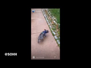 Megan Thee Stallion Goes To Niagara Falls With Her Dog 4oe