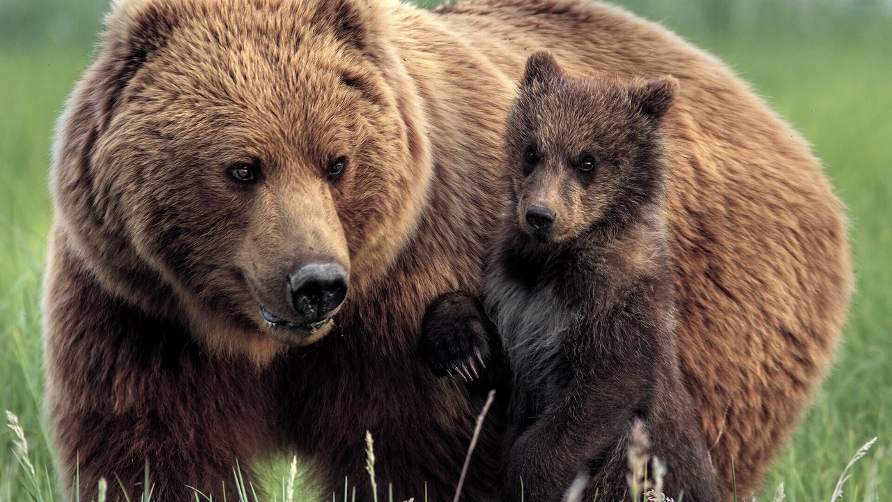 Grizzly