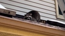 This Raccoon Is Hiding Something In Someone's House