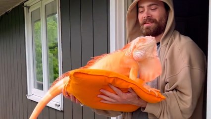 Dad Plays Guitar To Wake Up His Blind Iguana