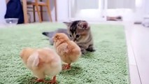 Looking back on how kitten Kiki met tiny chicks for the first time