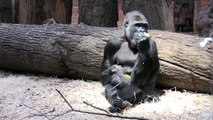Zoológicos de Praga e Londres apresentam gorilas recém-nascidos
