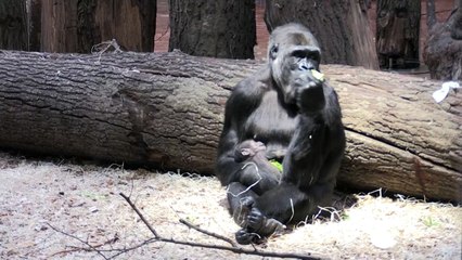 Zoológicos de Praga e Londres apresentam gorilas recém-nascidos