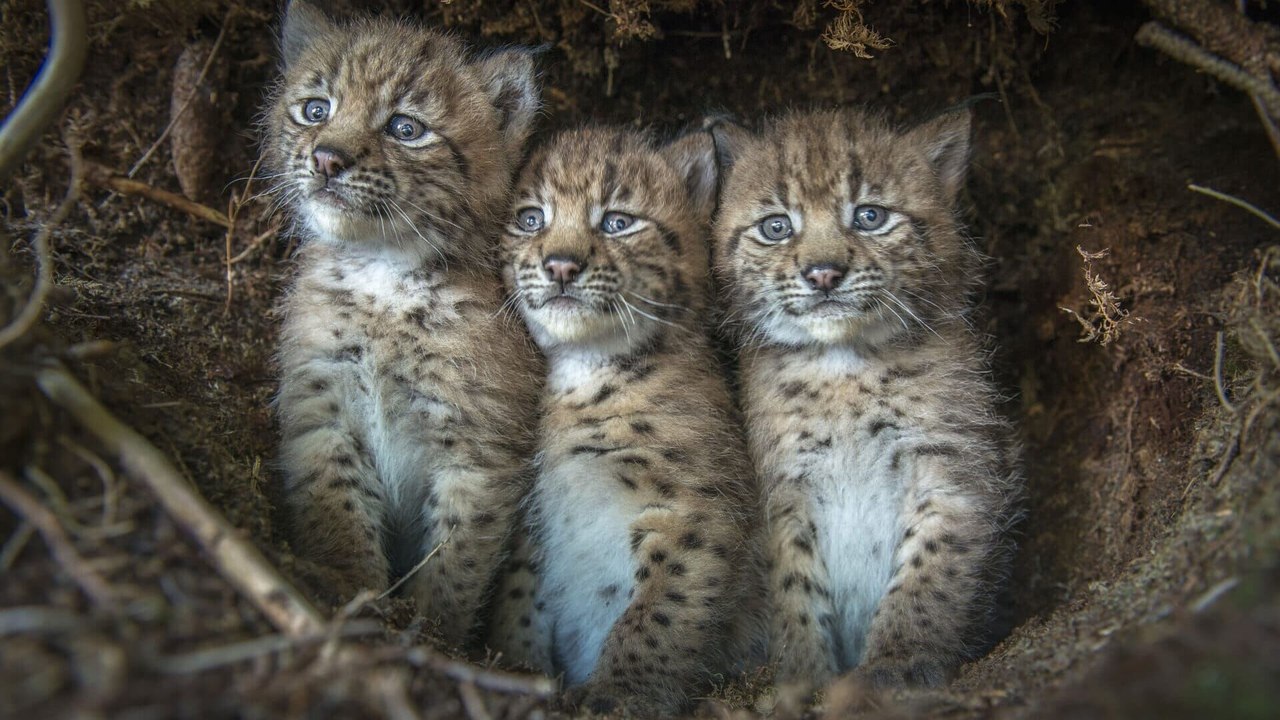 Lynx
