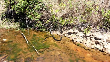 A Red-Bellied Black Snake