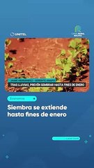 Siembra se extiende hasta fines de enero