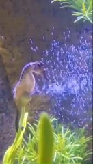 Cavalo-marinho dá à luz mais de 300 filhotes (e há imagens)