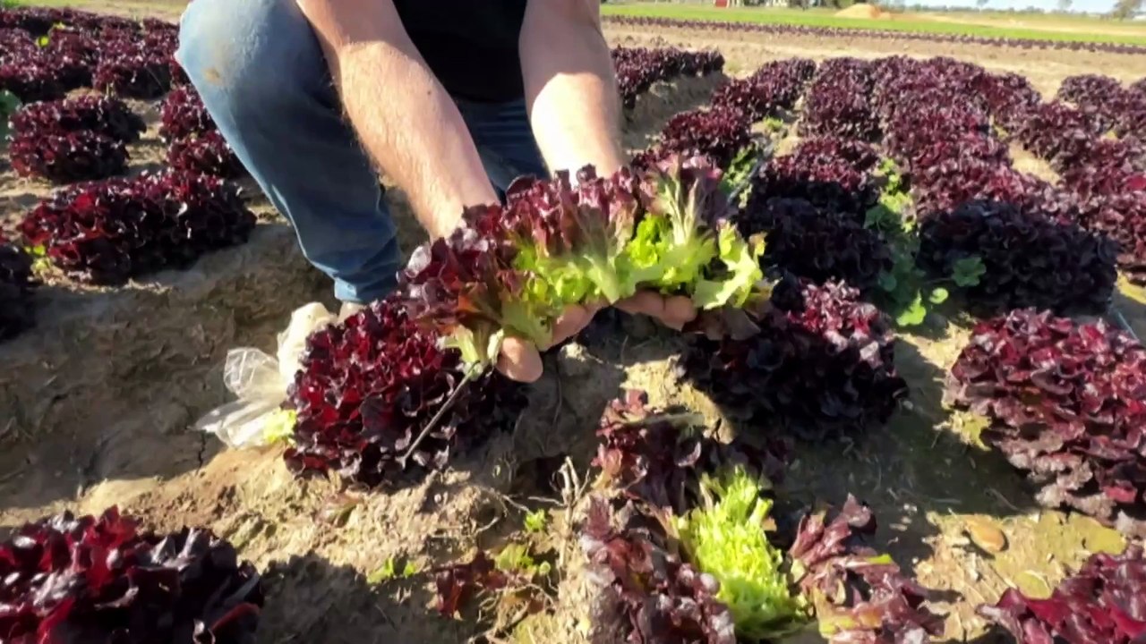 Australian scientists working to create sustainable packaging from food waste