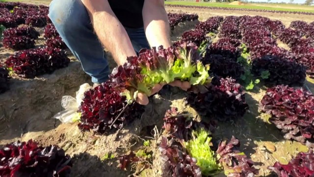 Australian scientists working to create sustainable packaging from food waste