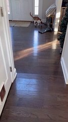 Cat and Dog vs a Mouse