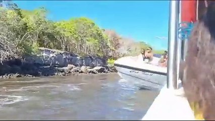 Prefeitura suspende alvará de lancha que fazia manobra arriscada em alta velocidade no Rio do Inferno; assista