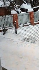 Dog Chases After Girl With Ball