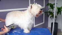 Snow white and cute, clean at a touch! White Dog Enjoys Exclusive Beauty Shower Experience