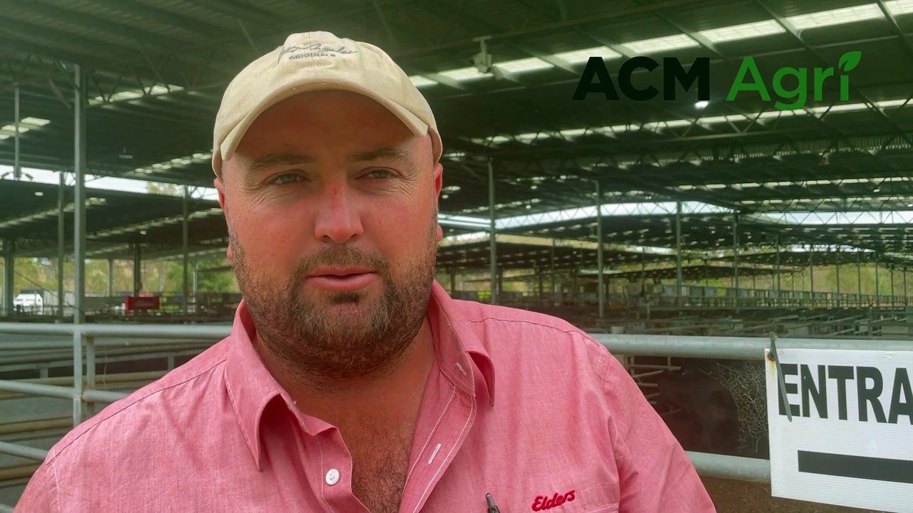 Yea weaner sale | Stock & Land | 19/01/24