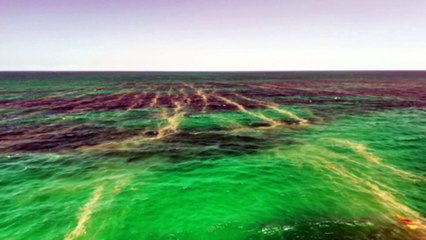 Mullaloo resident raises wastewater contamination concerns amid algae bloom at Perth beach