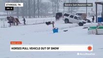Horses pull vehicle out of the snow in Tennessee