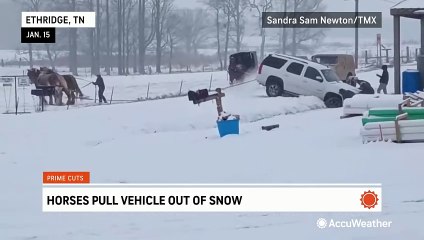 Download Video: Horses pull vehicle out of the snow in Tennessee