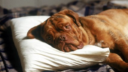 Turner et Hooch