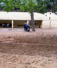Buffalo helps out turtle that's been flipped over