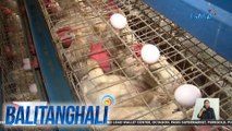 Dept. of Agriculture: Pag-angkat ng live birds at poultry products mula Japan, bawal muna | BT