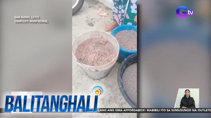 Timba-timbang alamang, nakuha ng mga residente sa mababaw na bahagi ng dagat | BT