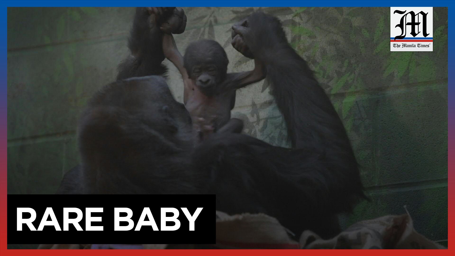 ⁣Critically endangered gorilla born at London Zoo