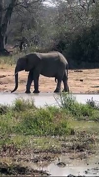 Some of the elephants move in the wild and by the water and enjoy the sun #elephants #wildlife #Animal #elephant