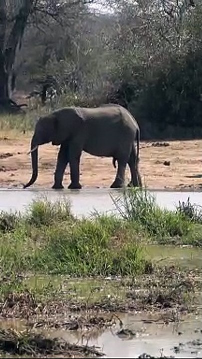 Some of the elephants move in the wild and by the water and enjoy the sun #elephants #wildlife #Animal #elephant