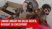 Limang unggoy na balak ibenta, nasabat sa checkpoint | GMA Integrated Newsfeed