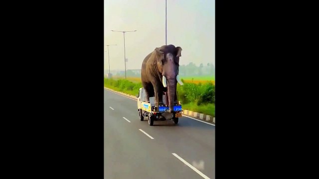Transport d'éléphant... sur un tout petit camion