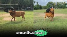 วัวคึกเล่นสนุก ชอตสุดพีคใช้เขายกยางรถยนต์ !