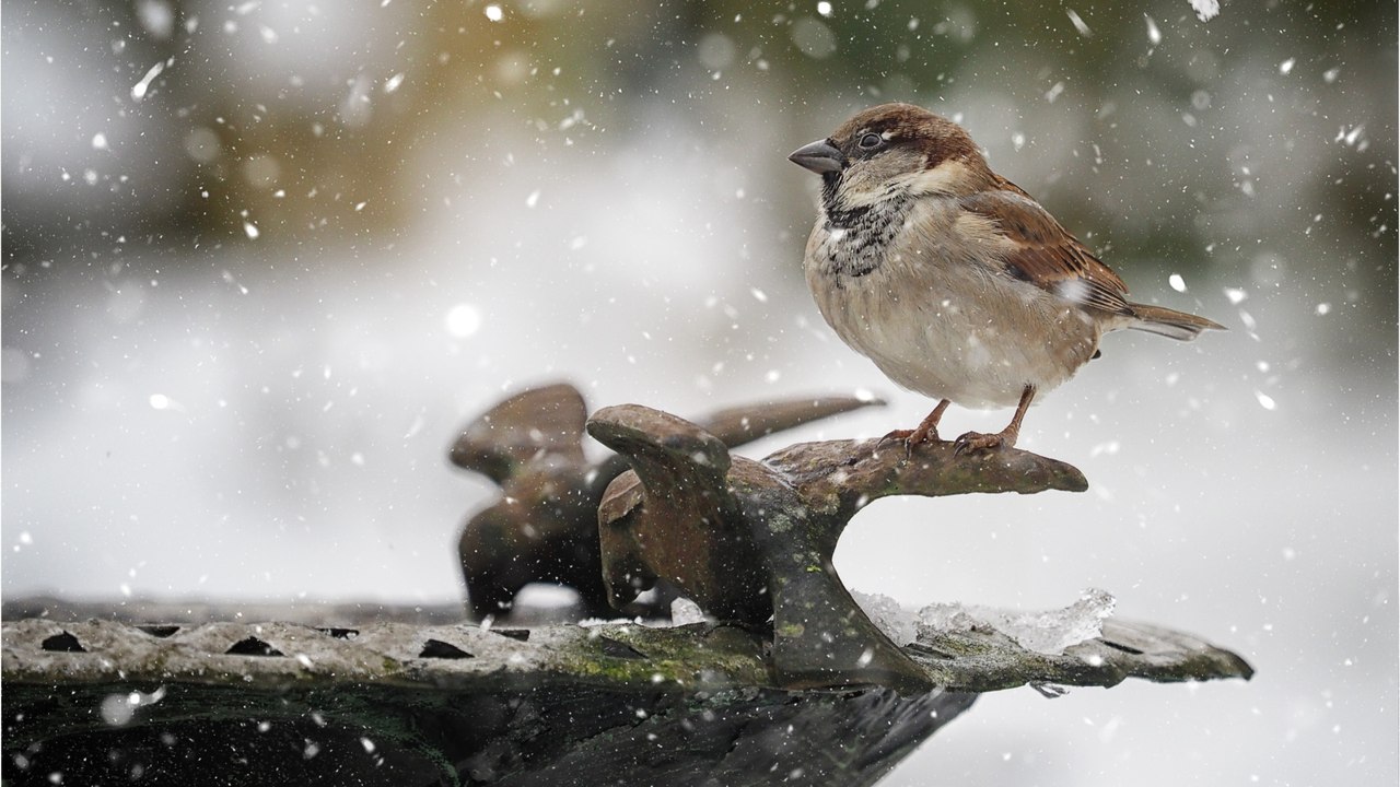 So versorgen Sie Wildvögel bei Schnee und Eis mit Wasser