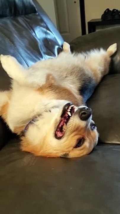 Corgi dreams