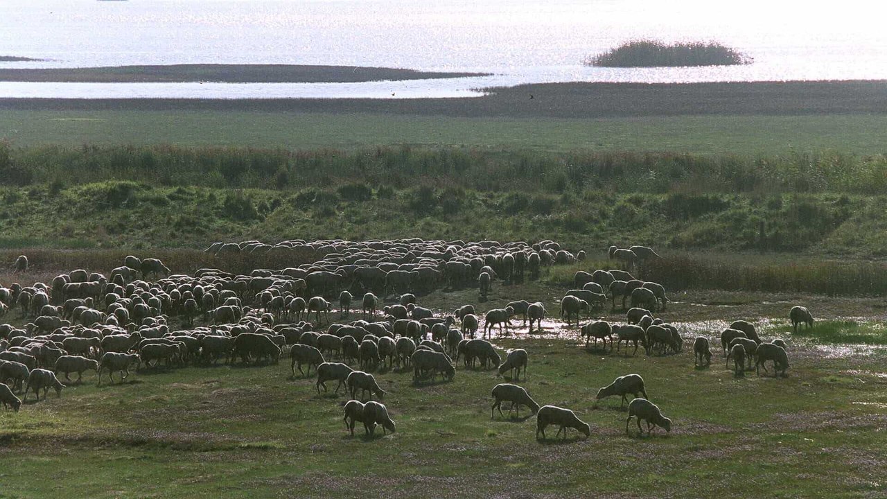 Heartstone : un été islandais