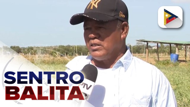 DA, pansamantalang ipinatigil ang pag-aangkat ng sibuyas;