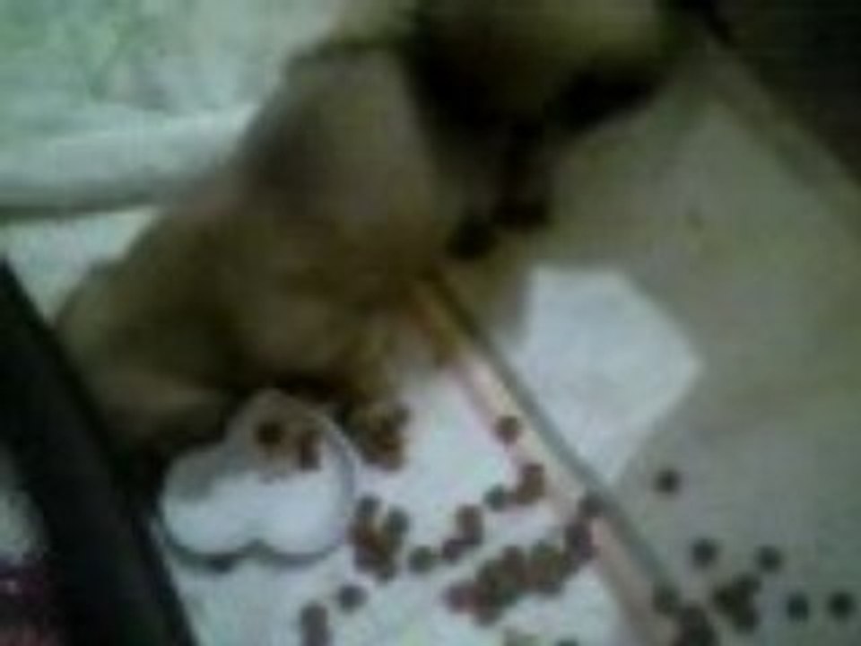 Video chiot Kaïa et lucky