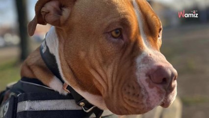 Trouvé attaché à un poteau, ce chien est passé de mains en mains et a été totalement brisé