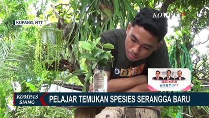 Siswa SMA Asal Kupang Temukan Spesies Serangga Baru, Masuk Jurnal Publikasi Internasional!