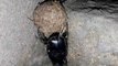 Can a dung beetle lift a human | #dung beetle | gober beetle