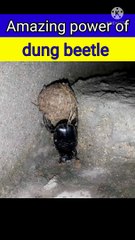 Can a dung beetle lift a human | #dung beetle | gober beetle