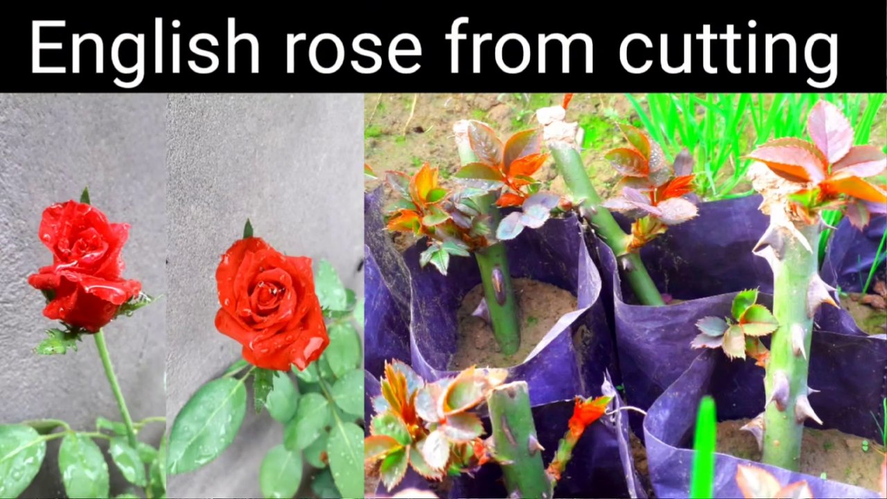 How to grow English rose from cutting | English rose | अंग्रेजी गुलाब को उगाएं कलम से