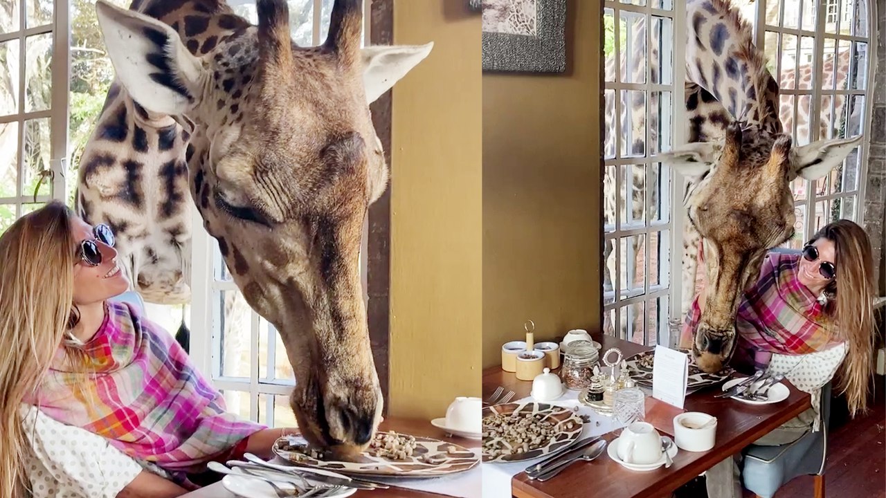 Chill Giraffes Join Tourist for Breakfast Treat!  || Best of Internet