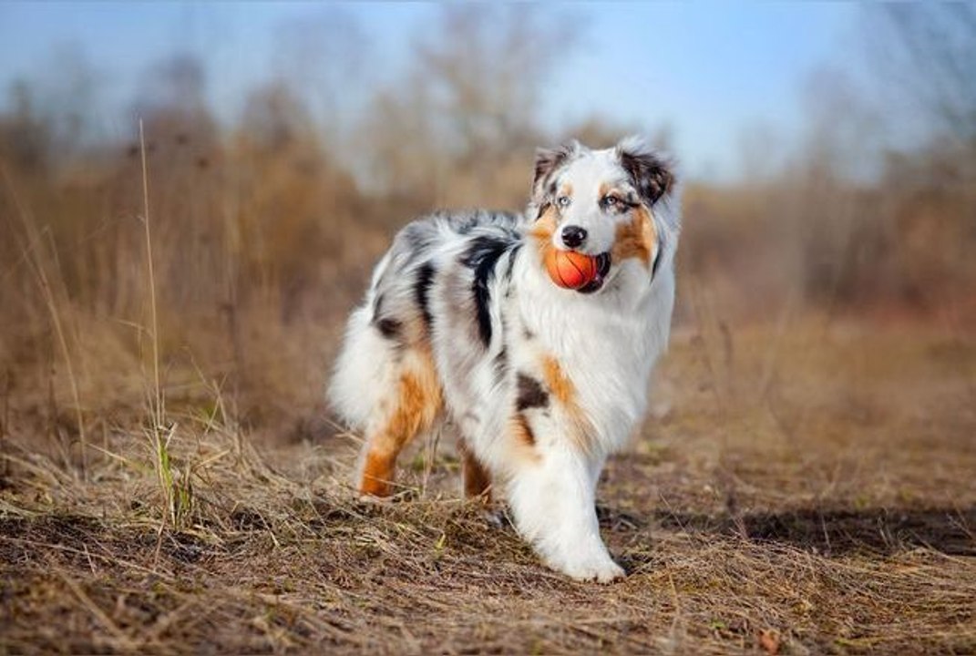 Voici la liste des 10 races de chiens préférées des Français en 2023
