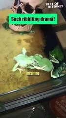 Frogs Gone Wild!  || Best of Internet