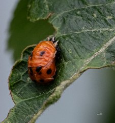 Ross Photo Club- ‘Something Wierd’