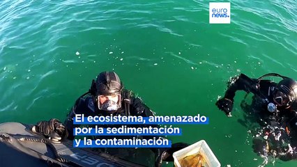 Algas de laboratorio en Rumanía para restaurar el ecosistema submarino en el mar Negro